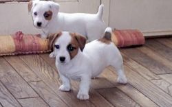 Jack russell terrier Baby