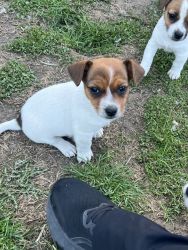 I purchased this jack russell puppy 3 days ago for $800 dollars unfor