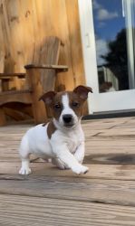 Jack Russel Terrier Puppies