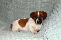 Pure Jack Russell Terrier puppies.