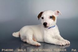 Male Jack Russell Terrier