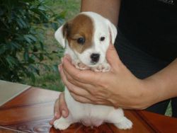 jack russel puppies reday for a new home