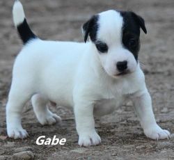 Jack Russell Terrier Supper Puppies