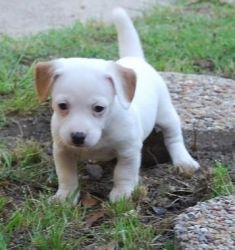 Jack russell terrier pupps looking for new home.