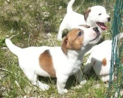 Gorgeous Thick Coat Jack Russel Puppies