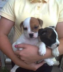 Good Jack Russell Terrier Puppies For Sale