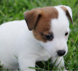 male and female jack russell puppies available.!