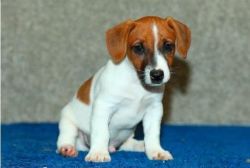special home trained jack russell puppies ready
