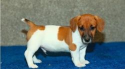 quality home raised jack russell puppies