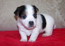Jack Russel Pyppy For Adoption