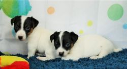 Jack Russell puppies for you