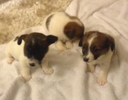 **jack Russell Puppies**