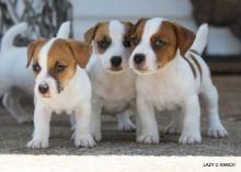 Jack Russell Puppies xxx) xxx-xxx0