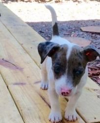 Registered Jack Russell Terriers Puppies