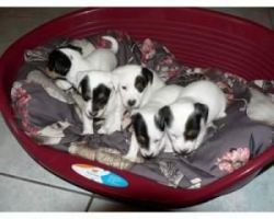 Lovely Jack Russell Terrier Puppies For Adoption