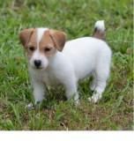 jack Russell puppies for a new home