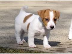 Jack Russell terrier puppies for adoption.