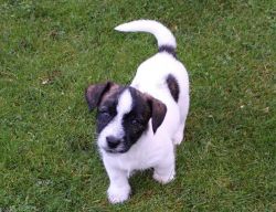 Jack Russel puppies available