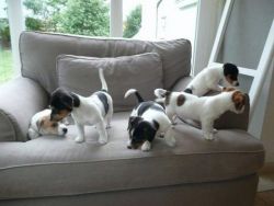 **male&female Jack** Russell Pup's**
