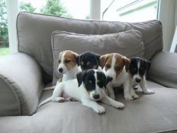 ** Our Jacks Russells**puppies
