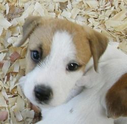 Litle Jack Russell Puppies Ready