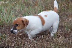 Molly Jack Russel Terrier puppies