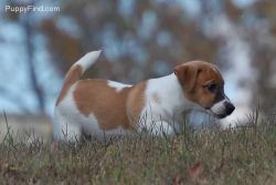 Jack Russel puppies available