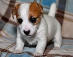 Adorable Little Jack Russell Puppies(xxx) xxx-xxx5