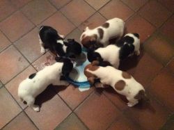 Quality Jack Russell Pups