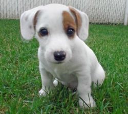 jack russell terrier available