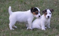 Beautiful Jack Russell Terrier puppies Ready
