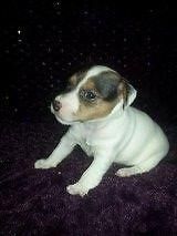 cute jack Russell puppies