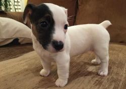 Jack Russel Puppies For Sale