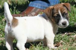 Gage Akc Jack Russell Terrier Puppies For Sale