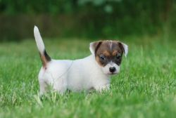 Lovely Jack Russell Terrier Puppies For Sale