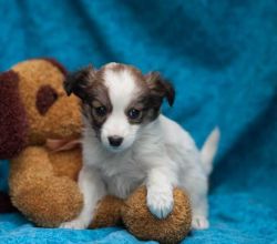 Jack Russell terrier puppies For Sale