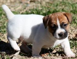 current on shots jack russell puppies