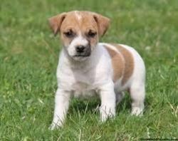 Jack Russell Terrier Puppies For Sale $500