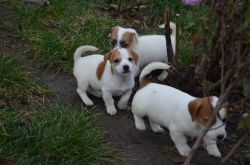 Socialized Jack Russell Terrier Puppies Available