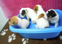 Three Jack Russell puppies available