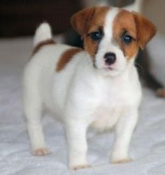 Jack Russell Puppies For Rehoming