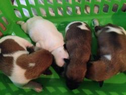 NKC Jack Russell Puppies