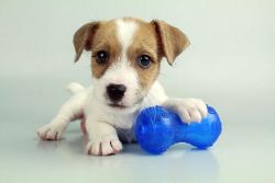 Jack Russell Puppies For Sale