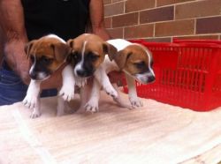 Jack Russell Pups, male and female,