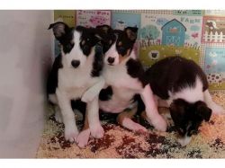 Akc Jack Russell Puppy Dogs For Adoption