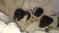 Pure Bred Male Jack Russell Puppies Ready