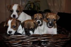 Jack Russell Puppies for a good home.