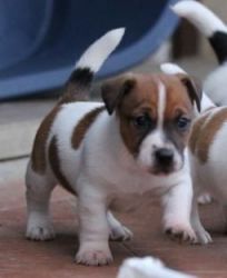 Pure Jack Russell Pups. Beautiful