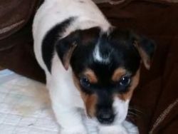 Adorable Jack Russell puppy for rehoming