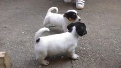 Quality Jack Russell Puppies Available